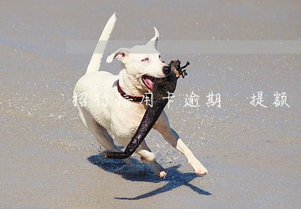 招行信用卡逾期 提额 招行信用卡逾期 提额